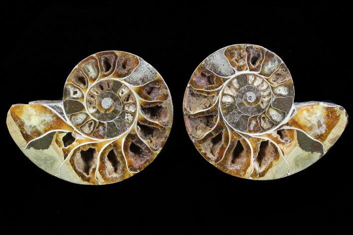 Cut & Polished Ammonite Fossil - Anapuzosia? #72956